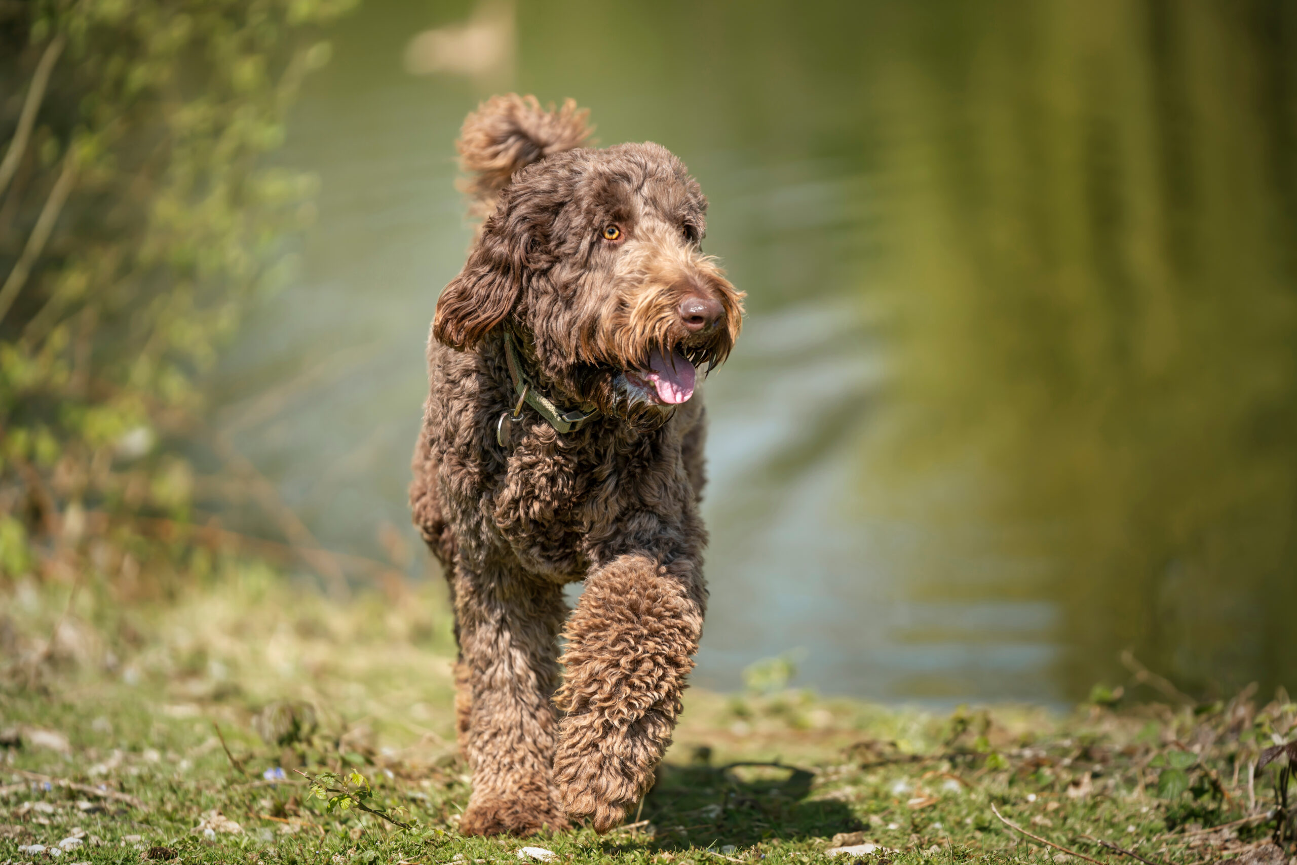 MIL Pet Photography - Dog Photographer